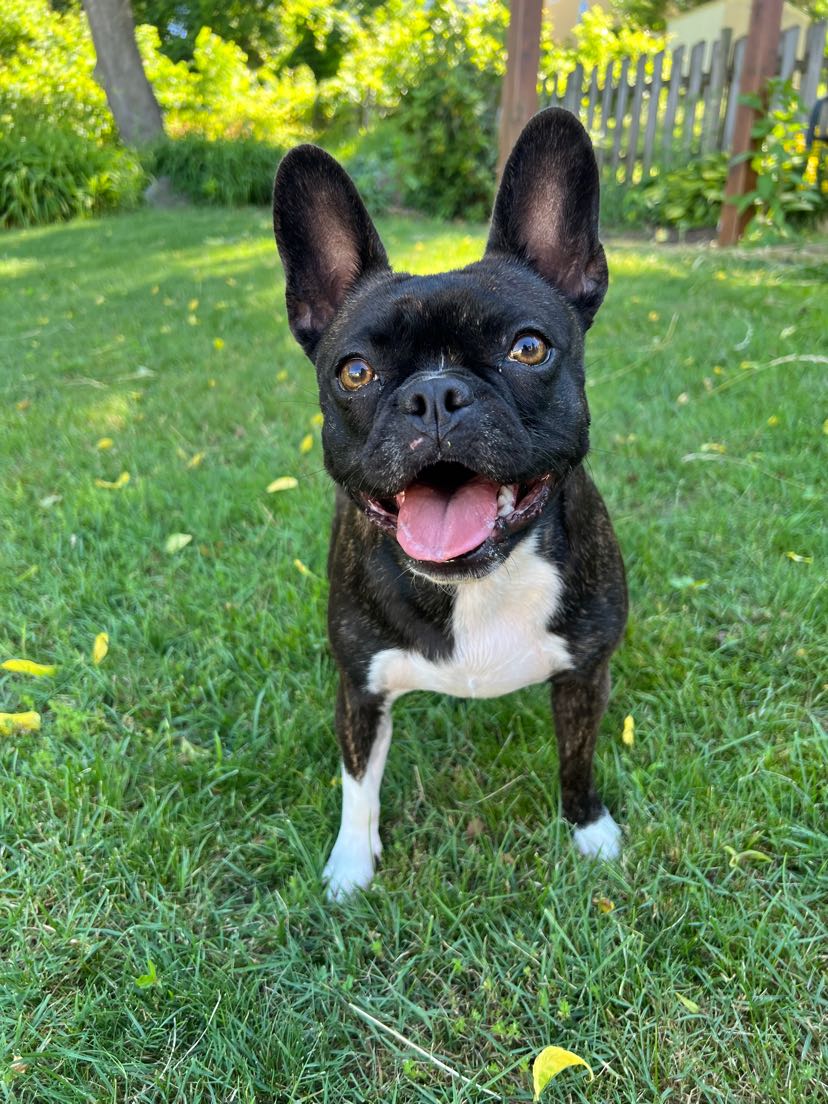 A black Pupadour dog standing in a sunny backyard