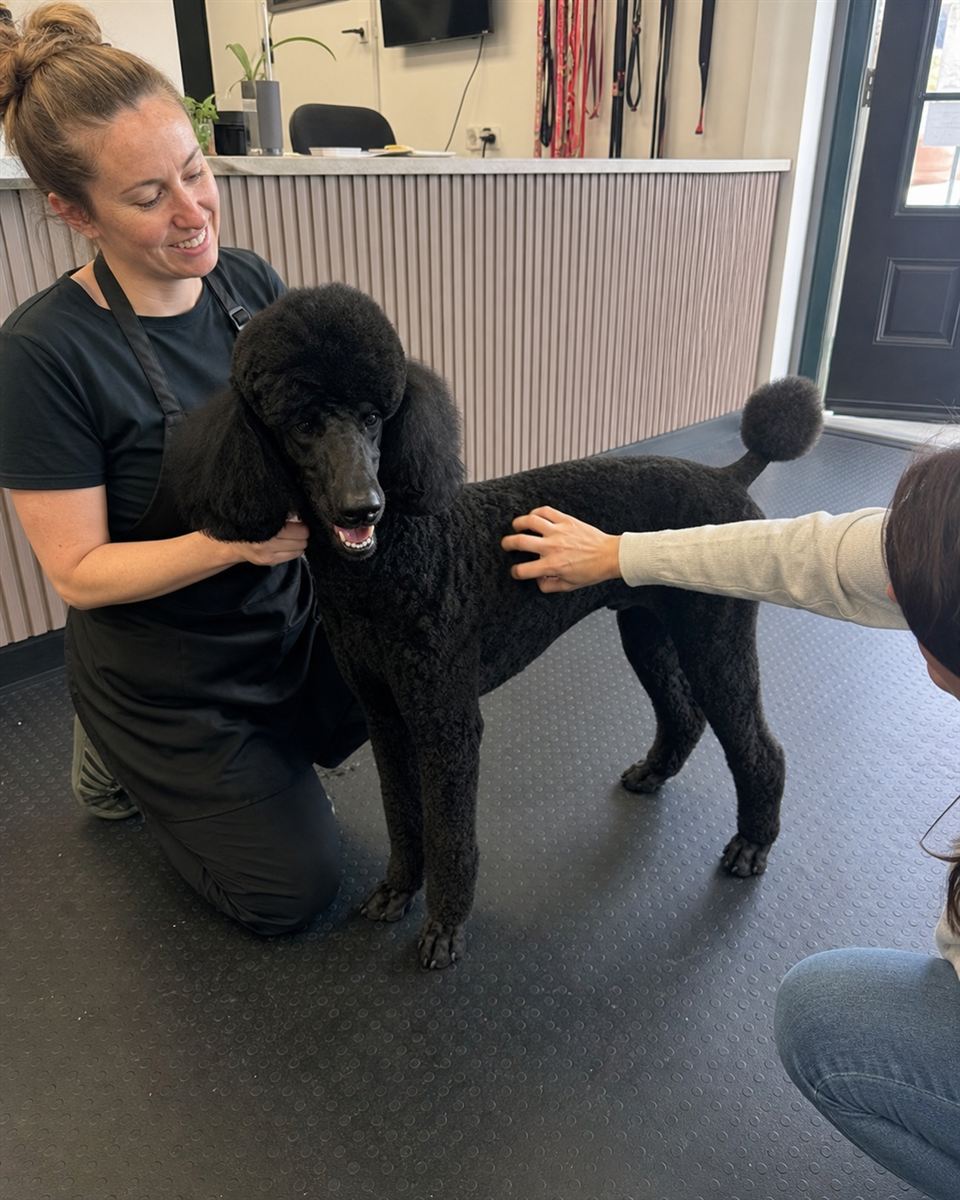 A groomer and pet parent feeling a freshly groomed poodle coat