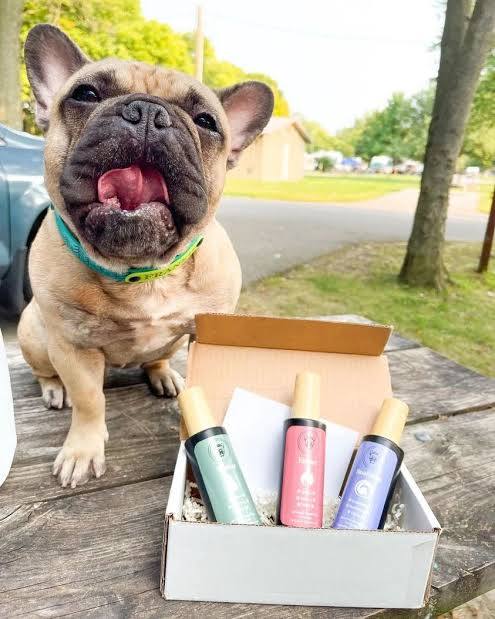 A happy Pupadour beside the three signature coat conditioner scents