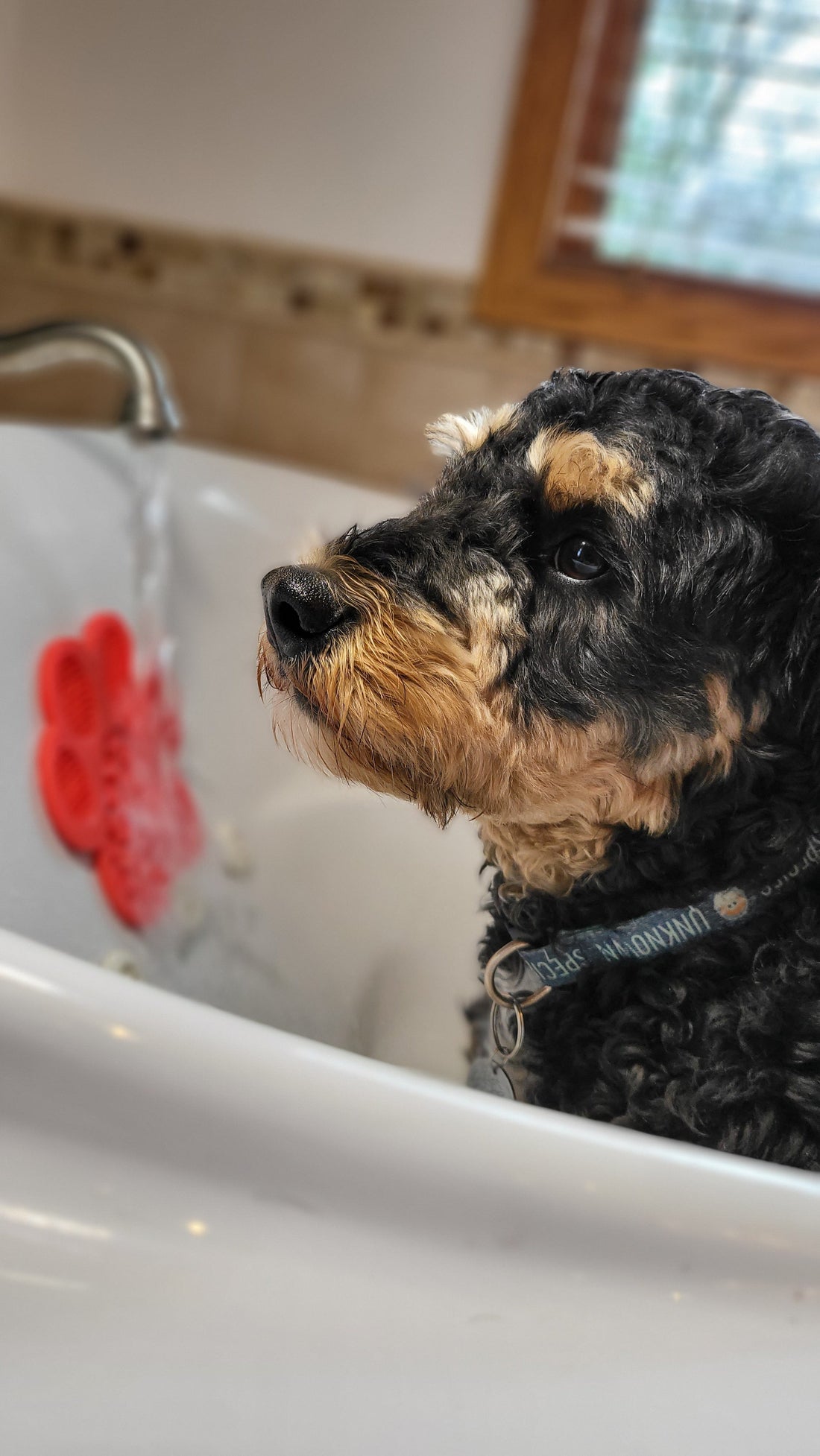 Black-and-tan dog sitting in a grooming tub before a bath.