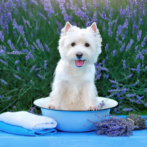 White West Highland Terrier getting ready for a lavender bubble bath.