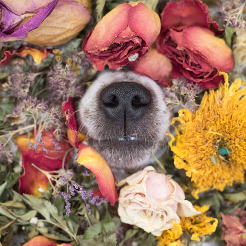 Dog's nose poking through dried roses and various other colorful flowers. 