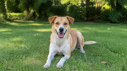 Happy tan-and-white dog relaxing on grass between baths.