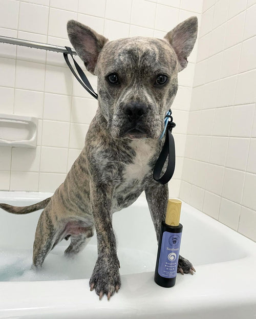 Dog from a verified Seafoam customer review