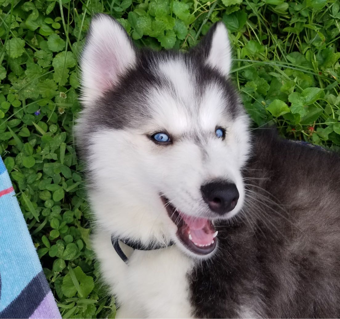 A black and white Pupadour husky relaxing outside