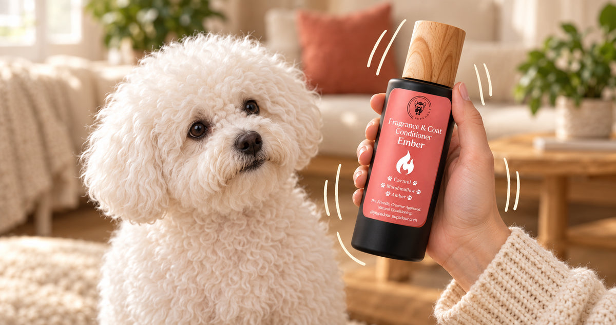 A curious Bichon Frise tilts its head beside a capped Ember bottle with cream shake motion lines.