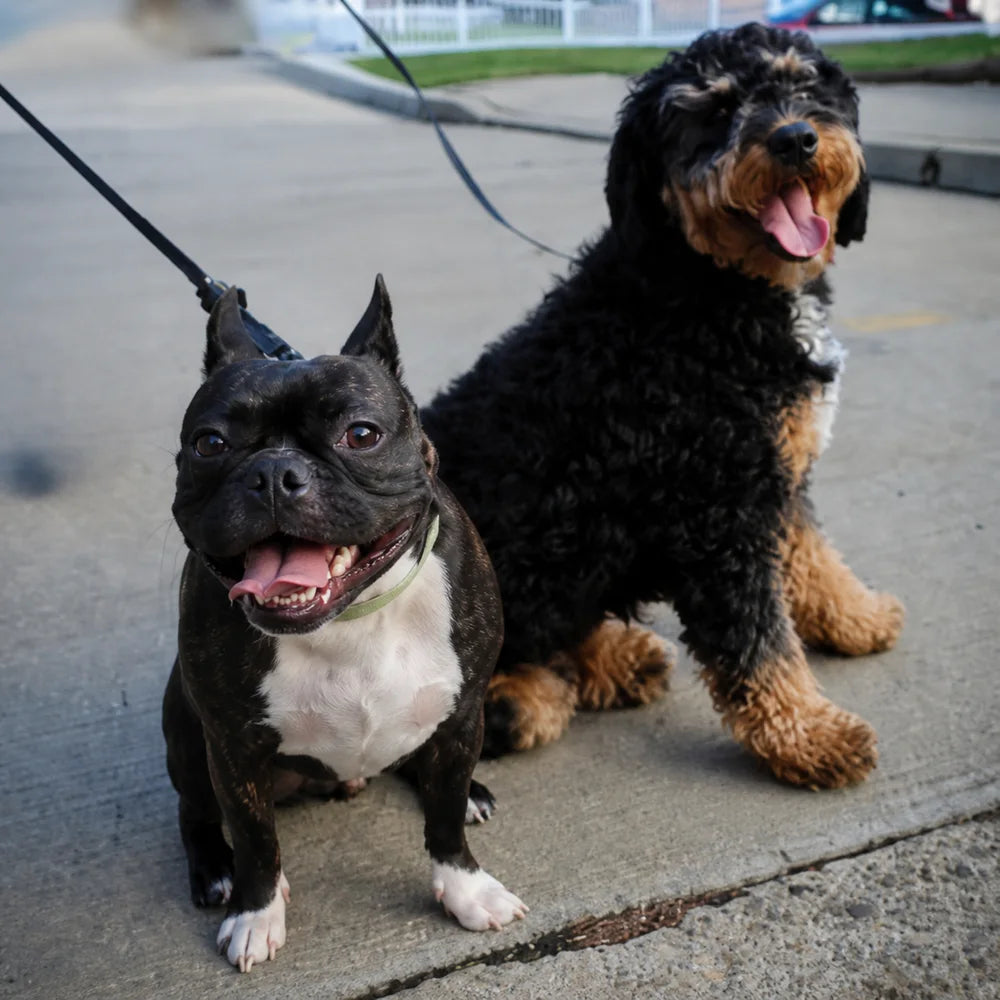 Baron and Token, the dogs who inspired Pupadour